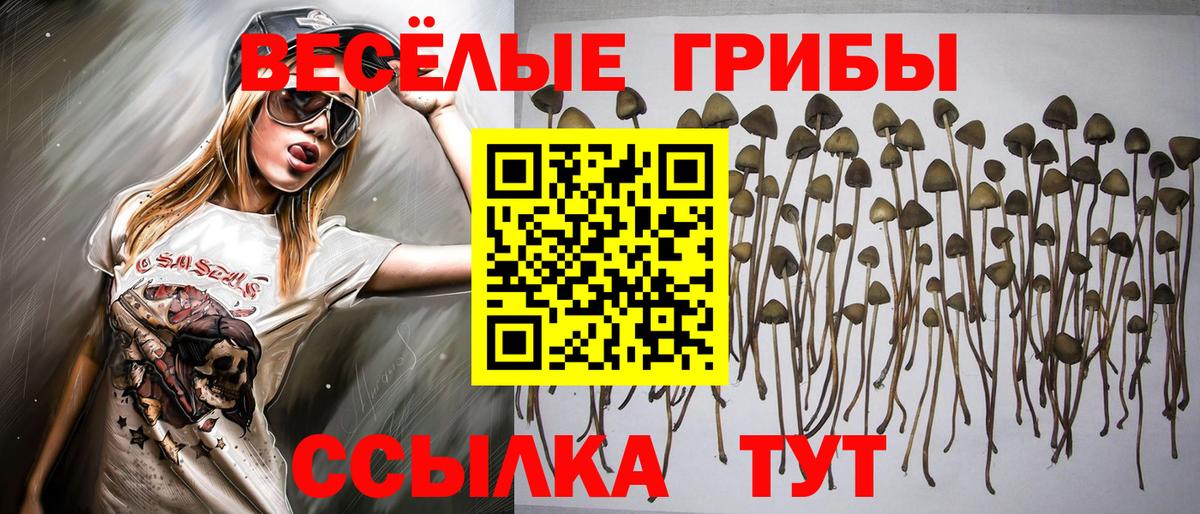 Псилоцибиновые грибы Psilocybe Коряжма